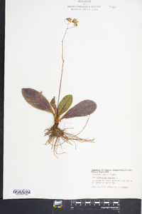 Hieracium venosum image