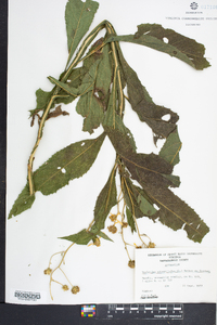 Verbesina alternifolia image