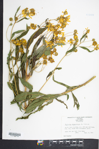 Verbesina alternifolia image