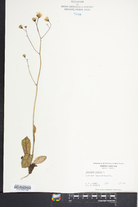 Hieracium venosum image