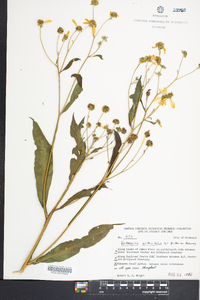 Verbesina alternifolia image