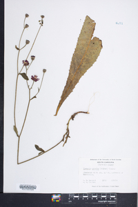 Vernonia acaulis image