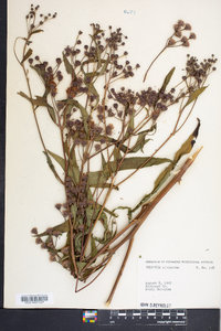 Vernonia gigantea subsp. gigantea image