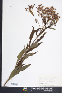 Vernonia gigantea subsp. gigantea image