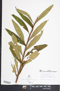 Vernonia glauca image