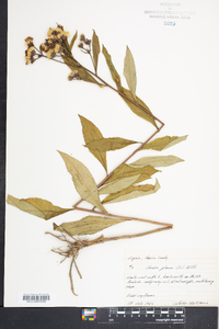 Vernonia glauca image