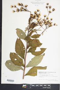 Vernonia glauca image