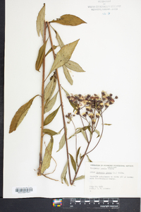 Vernonia glauca image