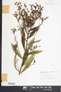 Vernonia glauca image