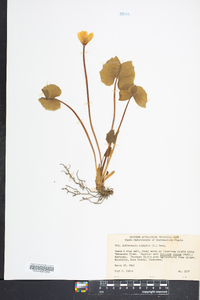 Jeffersonia diphylla image