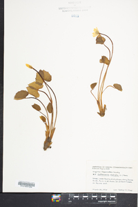 Jeffersonia diphylla image