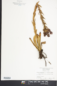 Trilisa paniculata image
