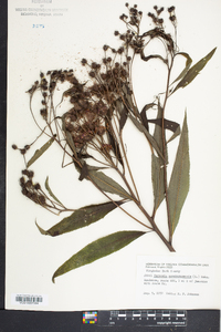 Vernonia noveboracensis image