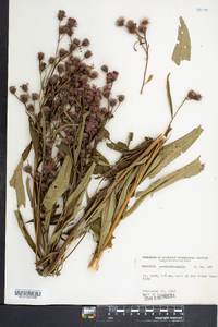 Vernonia noveboracensis image