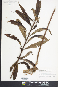 Vernonia noveboracensis image