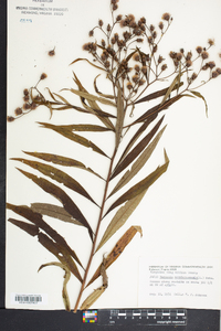 Vernonia noveboracensis image