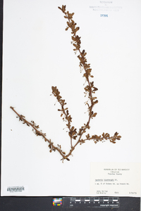 Berberis thunbergii image