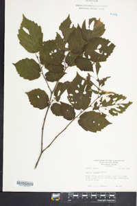 Corylus cornuta image