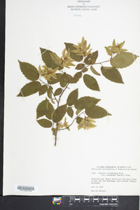 Carpinus caroliniana var. virginiana image