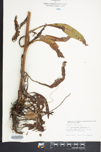 Cynoglossum officinale image