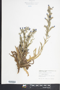 Echium vulgare image