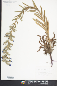 Echium vulgare image