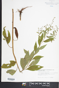 Hackelia virginiana image