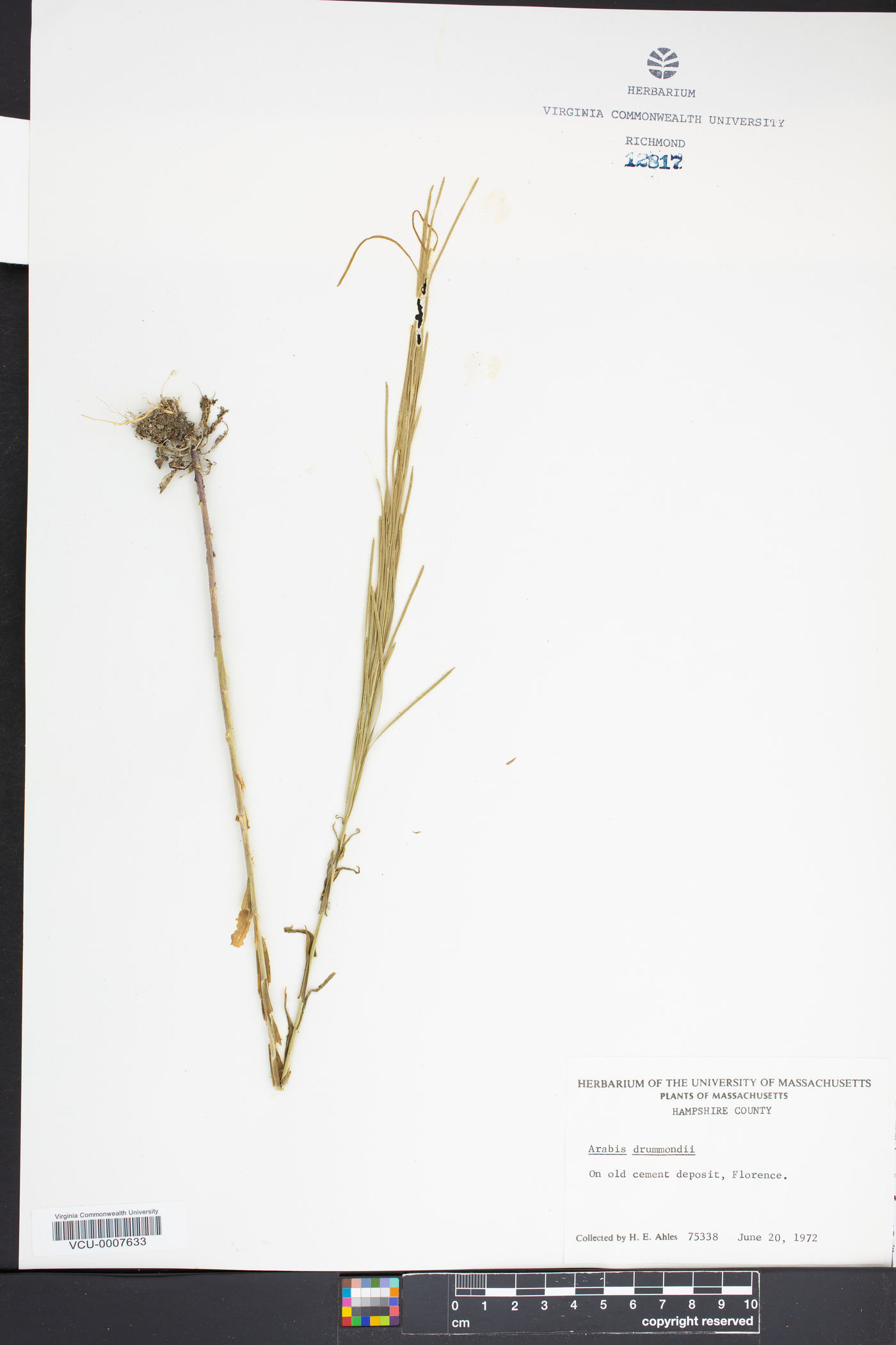 Arabis drummondi image