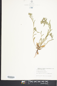 Buglossoides arvensis image