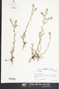 Buglossoides arvensis image