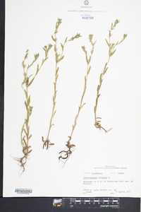 Buglossoides arvensis image