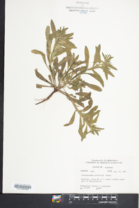 Lithospermum latifolium image