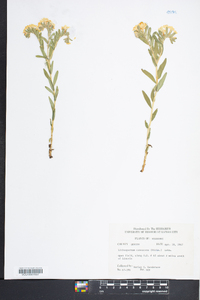 Lithospermum canescens image