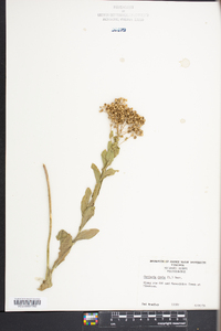 Lepidium draba image