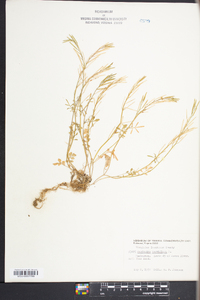 Cardamine parviflora image