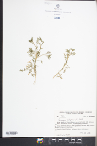 Lepidium didymum image