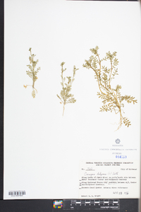 Lepidium didymum image