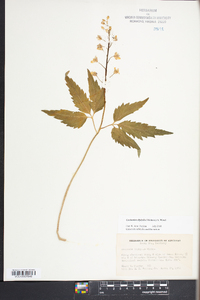 Cardamine diphylla image