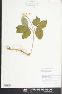 Cardamine diphylla image