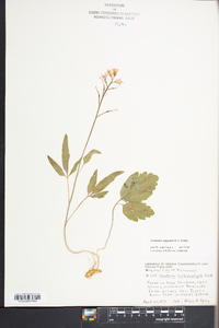 Cardamine angustata image