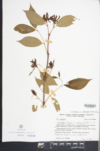 Calycanthus floridus image