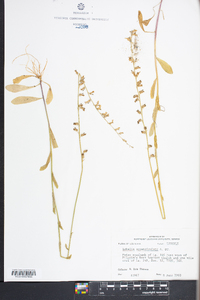 Lobelia appendiculata image