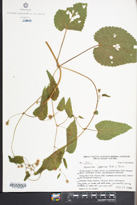 Humulus japonicus image