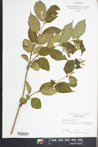 Diervilla lonicera image