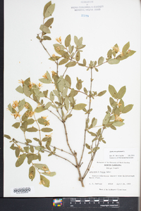 Lonicera xylosteum image