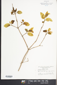 Lonicera canadensis image