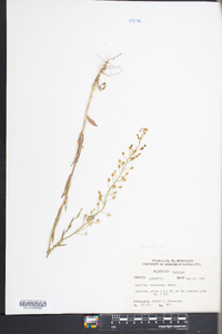 Camelina microcarpa image