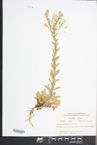 Lepidium campestre image