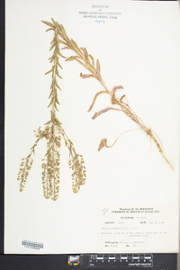 Lepidium campestre image