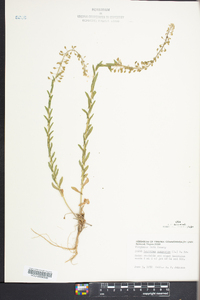 Lepidium campestre image